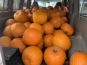 Explorers Pumpkin